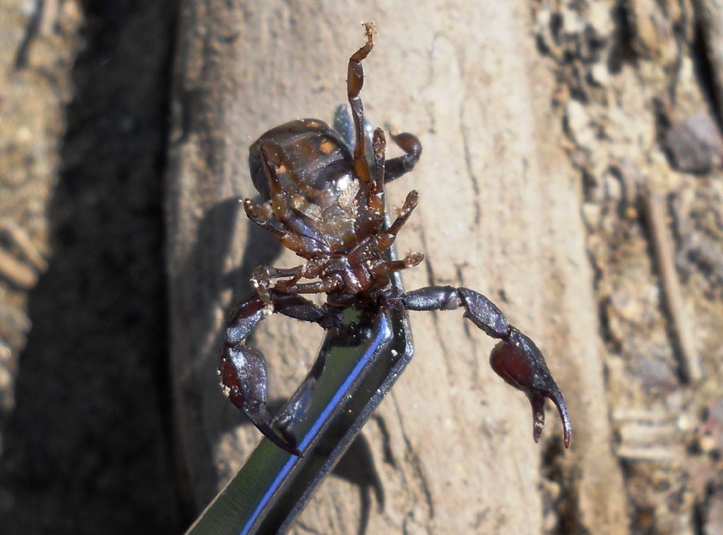 Euscorpius concinnus sul promontorio del Mesco (SP)